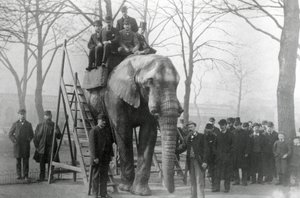 Jumbo at Riding Steps ZSL London Zoo, Probably March 1882